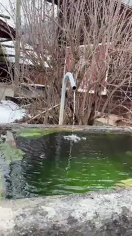 The video depicts a stone trough filled with green water. A metal pipe, bent into a curve, dispenses water into the trough. The water's surface ripples where the stream enters. The edge of the trough is covered with a light green algae or moss. In the background, there's a leafless bush and a weathered red wooden building with snow on the ground nearby. The lighting is overcast.