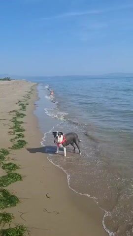 A medium shot shows a gray and white dog standing on a sandy beach near the water. The dog is wearing a red harness. The ocean is calm with small waves lapping at the shore. The sky is clear and blue. In the background, another dog, appearing to be lighter in color, is visible further down the beach in the water. The sand is wet in some areas and dry in others, with some green seaweed scattered along the waterline. The overall scene depicts a peaceful day at the beach.