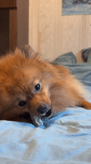 Pomeranian dog plays with chew toy on bed in Khimki