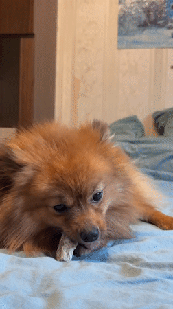 Pomeranian dog plays with chew toy on bed in Khimki