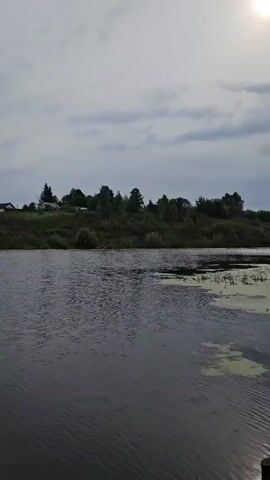 The video captures a scenic view of a river and its surrounding landscape under an overcast sky. The camera pans across the water, showing gentle ripples on the surface. On the opposite bank, there is a lush green embankment with trees and some scattered houses, suggesting a rural setting. A prominent feature is a tall communication tower visible in the distance. Further along the riverbank, two large pipes, possibly drainage or sewage outlets, are visible entering the water. The scene shifts to a closer view of the riverbank, where vegetation grows thick, including some areas covered with green algae. In the foreground, dead branches and reeds add a rustic feel. The video ends with a glimpse of a makeshift wooden structure, possibly a small shelter or pier, built from branches and driftwood. The overall impression is one of a natural, somewhat wild environment, perhaps a quiet spot for fishing or relaxation.