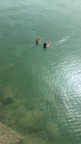 In a tranquil, above-eye-level shot, two ducks float calmly on a serene, greenish body of water. One duck exhibits brown plumage with distinct patterns, while the other sports darker feathers with a touch of green on its head. Visible beneath the water's surface are large, elongated fish swimming amidst the rocky terrain that lines the water's edge.