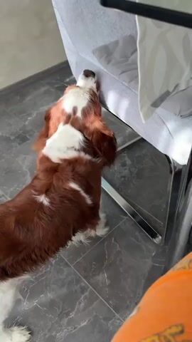 A brown and white Cavalier King Charles Spaniel dog is standing on a dark gray marbled floor, looking up at the camera. The dog is in focus, with its ears perked and its head tilted slightly. Behind the dog, a blurred gray chair with a cushion is visible. The lighting suggests an indoor environment, possibly a home, with natural light coming from the side. The dog's body language appears attentive and engaging.