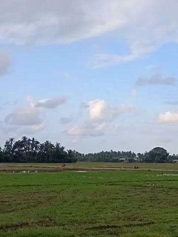 The video shows a wide shot of a rural landscape under a cloudy sky. The foreground is dominated by a lush green field, likely rice paddies, with some areas appearing wet or flooded. In the middle ground, a dirt road or pathway runs horizontally across the scene, bordered by more greenery and some scattered trees. Beyond the road, a line of palm trees and other dense foliage forms a backdrop. A few small buildings or structures are visible nestled amongst the trees. There are a few distant figures on motorcycles traveling along the pathway. One red object, possibly a tarp or tent, is also visible near the trees on the left side of the frame. The overall impression is of a peaceful, agricultural environment.