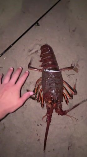 Large lobster caught on sandy beach in Coronado