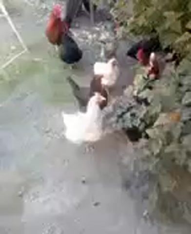 This is a low-resolution video clip of several chickens on a dirt path next to a leafy green bush. The chickens are of various colors, including white, black, and reddish-brown. Some appear to be hens, while at least one looks like a rooster with its larger size and reddish plumage. They are actively moving and pecking at the ground, suggesting they are foraging for food. The lighting suggests it is daytime, possibly late afternoon or early evening, given the softer light. There are no people or man-made objects clearly visible besides what might be a very blurry wire structure in the background to the left. The overall scene is rural or semi-rural, consistent with a farmyard or backyard setting. The video quality is poor, making it difficult to discern fine details or specific breeds of chickens. There is no visible text within the clip.