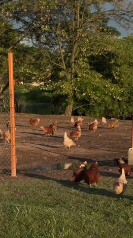 The video captures a serene outdoor scene in Doganovo, Bulgaria, during what appears to be late afternoon or early evening, characterized by warm, golden sunlight and long shadows. Numerous chickens, primarily brown, reddish-brown, and some lighter, creamy-colored varieties, are scattered across a dirt and grass area.

In the foreground, a chain-link fence with a wooden post marks the edge of a grassy patch. Several chickens are seen pecking at the ground in this grassy area. Beyond the fence, a larger group of chickens roams freely on a dirt patch, where small puddles are visible, reflecting the light. Some chickens are actively foraging, while others are simply walking about.

In the background, lush green trees, some adorned with white blossoms, stand tall, suggesting springtime. Behind the trees, a glimpse of what seems to be a body of water or a distant landscape can be seen. A small white container or bottle is visible on the right side of the dirt area. The overall atmosphere is tranquil, depicting a typical farm or free-range environment for poultry.