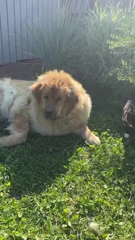 A large, fluffy golden-brown dog lies on bright green grass in front of a gray wooden fence. A small black and white kitten with white paws stands in the grass to the right of the dog. A young child wearing a blue t-shirt and green shoes walks towards the kitten. The scene is lit by bright sunlight, casting long shadows.