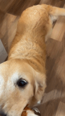 Golden retriever plays with toy on orthopedic bed in Lima
