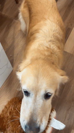 Golden retriever plays with toy on orthopedic bed in Lima