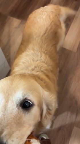 Golden retriever plays with toy on orthopedic bed in Lima