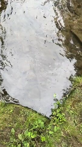 A high-angle, full shot shows a group of water striders skittering across the surface of a shallow body of water. The water is clear, revealing pebbles and submerged debris on the bottom. The water's edge is lined with green grass and vegetation. The water surface is disturbed by ripples, suggesting a gentle current or movement.