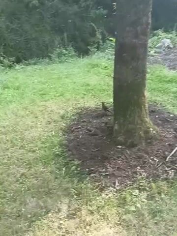 The video shows a tree in a grassy area. A bird is visible near the base of the tree. The camera pans to the left, showing more grass and foliage.