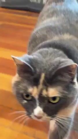 A close-up video shows a cat with grey, cream, and brown fur, wearing a green collar. The cat walks on a wood floor with orange and brown tones. The camera follows the cat's movement.