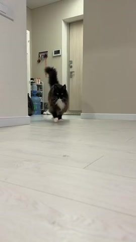 A medium shot video shows a fluffy cat with black and brown fur walking across a light-colored floor towards the camera. The cat has white paws and a white patch on its chest. The background is a hallway with a door at the end, a shelf with items on it, and light-colored walls. The camera angle is low, close to the floor. The cat's tail is held high and bushy. The video is from the perspective of someone on the floor.