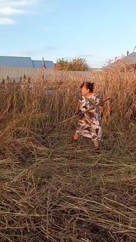 A woman is seen cutting tall dry grass with a scythe in a field. The sun is setting and casting long shadows across the scene. There is a fence in the background.