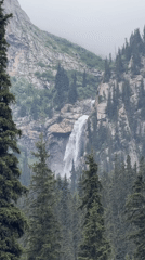 Misty Kyrgyz mountain camp with forest views and local hospitality