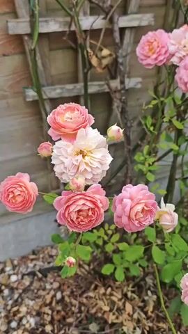The video shows a close-up view of a rose bush with multiple pink and peach-colored roses. Some roses are fully bloomed, while others are still in bud form. The roses are clustered on branches, with green leaves and thorny stems visible. In the background, there is a wooden fence or trellis, and the ground is covered with mulch and some dead leaves. The lighting suggests it is daytime, possibly outdoors in a garden setting. The camera moves slightly, offering different perspectives of the blooming roses.