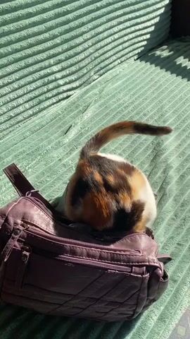 A calico kitten is playing with a purple handbag on a green textured surface. The kitten is partially inside the handbag and is batting at its strap. The scene is lit by sunlight, casting shadows on the surface.