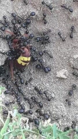 A close-up overhead shot shows a swarm of black ants attacking a dead hornet. The hornet is mostly brown with yellow stripes on its abdomen. The ants are clustered around the hornet, some biting into its body. The scene takes place on the ground, which appears to be a mix of soil and small pebbles. There are a few blades of green grass visible in the lower left corner.