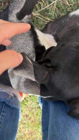 A hand pets the head of a black and white puppy in a close-up shot. The puppy is lying on a person's lap who is wearing blue jeans. The puppy's face, which has a white stripe down the center, is tilted up to face the camera. The background consists of green grass and a white shoe. The hand gently rubs the puppy's face. The light is bright and natural.