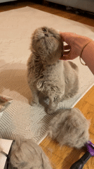 Domestic moments with cat and Easter crafts in Montenegro