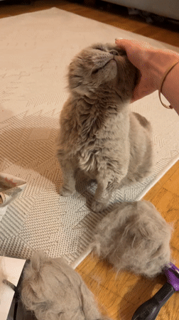 Domestic moments with cat and Easter crafts in Montenegro