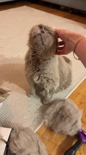 Domestic moments with cat and Easter crafts in Montenegro