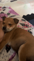 Small dog rests under floral blanket in Lukovit