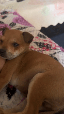 Small dog rests under floral blanket in Lukovit