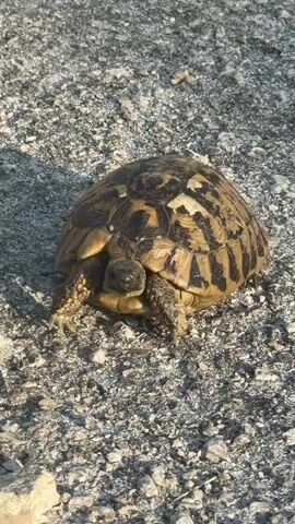 A small tortoise stands still on a coarse, light-colored gravel surface under bright sunlight in Soline, Croatia. The tortoise has a distinctively patterned shell with various shades of brown, black, and beige. Its head and scaly legs are extended from its shell, and its skin appears to be a dusty brownish-grey. The tortoise blinks once during the video, otherwise remaining motionless. The surrounding ground is covered in small, irregularly shaped grey and beige stones.