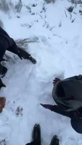 Several people are huddled together in a snowy environment, working on something on the ground. They appear to be forming snow into a ball or structure. The people are wearing winter clothing, including jackets and boots. The ground is covered in snow, and there are some small plants visible poking through the snow. The camera appears to be held by one of the individuals participating in the activity. The conditions seem windy, as the audio picks up wind noise.