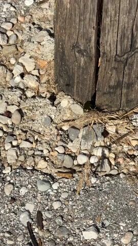 This media file is a close-up video of the ground near two weathered wooden posts. The ground is covered in a mix of gravel, sand, and small rocks of various colors and sizes. There are also dried grasses and a few small pieces of debris scattered throughout. The lighting suggests it is daytime, with sunlight casting shadows. The scene appears to be outdoors, possibly in a rural or undeveloped area, given the natural elements and the rustic appearance of the posts. There are no people visible in the media. The activity, if any, is simply the still observation of the ground and the immediate environment. The focus is on the textures and details of the ground, the weathered wood, and the natural vegetation. No text is visible in the media.