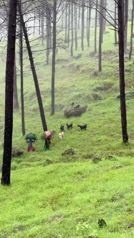 The video shows a misty, wooded hillside with lush green grass. Several tall, slender pine trees are visible, with their trunks creating a vertical pattern. In the middle ground, two women are walking downhill, each carrying a large bundle of green vegetation on their backs. They are wearing colorful clothes, one with a pink umbrella. Near them, a small herd of goats, including a few kids, are grazing or milling about. In the background, more goats can be seen scattered higher up the slope. The overall atmosphere is damp and serene, suggesting a recent or ongoing rain.