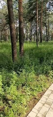The video shows a paved path winding through a forest of tall pine trees. The path is bordered on the left by lush green grass and undergrowth. On the right, the path transitions to a dirt or gravel surface. The sun casts dappled shadows through the trees, creating a serene and natural environment. The camera appears to be moving, giving the viewer a sense of walking along the path. There are no people or animals visible in the video. The overall impression is one of a peaceful, outdoor setting.