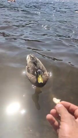A person's hand is feeding a duck in the water. The duck is brown with a yellow beak and is swimming towards the hand. The water is murky and reflects the sunlight. The video is short and shows the duck eating from the person's hand.