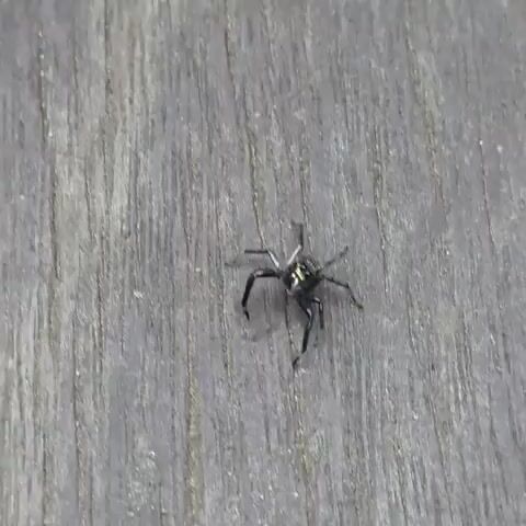 A tiny spider with black legs and yellow markings on its body crawls across a wooden surface. The spider is in focus against the blurred background of the wood grain. The spider moves from left to right across the frame.