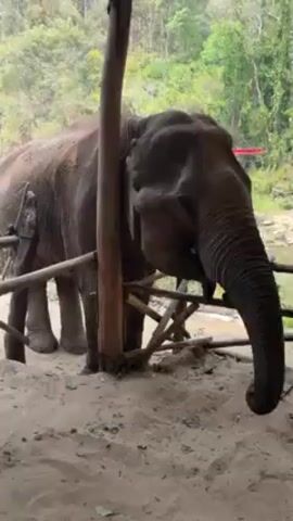 The video shows two elephants in an enclosure. The enclosure is a sandy area with a wooden fence around it. There is a stream in the background and the setting appears to be a forest. In one scene, an elephant reaches its trunk over the fence and touches a man. Another person is standing nearby. The elephants are both light brown in color.