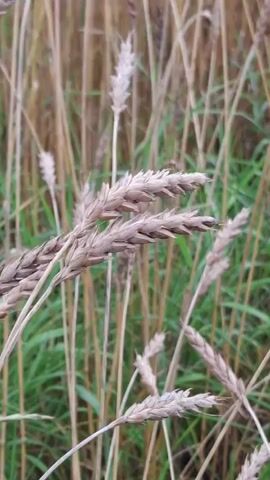 The video shows a close-up view of a wheat field. The wheat stalks are mostly dry and golden brown, with some green grass visible at the bottom. The camera slowly pans across the field, revealing more rows of wheat extending into the distance. The sky is overcast with some clouds. The focus is on the textures and colors of the wheat and the natural environment.