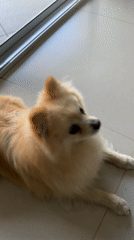 Pomeranian dog rests on tile floor in Mexican home