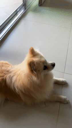 Pomeranian dog rests on tile floor in Mexican home