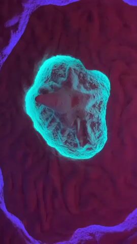 A vertical shot displays an abstract, organic environment dominated by deep red and purple tones. In the center, a luminous, amorphous, turquoise-blue structure is embedded within the textured red surface. Inside the glowing blue area, a darker, reddish five-pointed shape, resembling a starfish or a splayed hand, is visible. The blue glow subtly pulsates and the internal shape exhibits slight undulations. The surrounding red and purple textures also show minor, continuous movement.