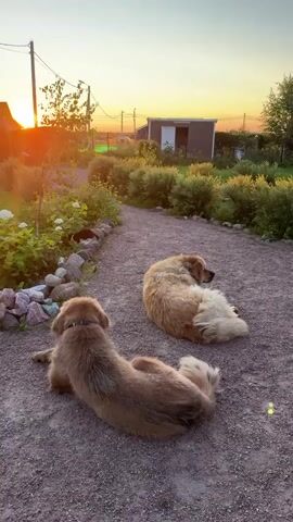 Two golden retriever dogs are resting on a gravel path during sunset. The dog in the foreground is facing away from the camera, lying on its side. The dog in the background is curled up, also on its side, facing towards the right of the frame. To the left of the path, there is a garden area with green bushes, white flowers, and a stone border. In the background, there are houses and trees. The sun is setting on the left side of the frame, casting a warm glow over the scene.
