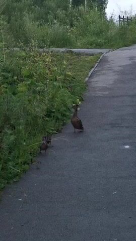 A group of ducks walks along a paved path lined with green foliage. The larger duck is in the center of the frame, and two smaller ducklings are to its left. The ducks are moving away from the camera and towards the background, where more foliage and trees are visible. The path curves to the right in the distance. The lighting suggests it is either early morning or late evening.