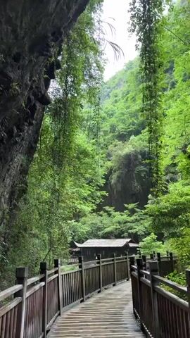 The camera shows a wooden walkway leading towards a building nestled in a lush, green forest. The walkway has a wooden railing on either side. The building is a small structure with a dark roof, possibly a traditional design. The surrounding forest is dense with trees and foliage, creating a verdant backdrop. Vines hang from the trees and a rocky cliff. The sky is overcast, contributing to a cool, natural setting.