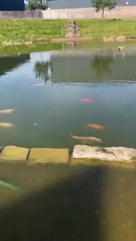 The video shows a pond containing multiple large koi fish of various colors, including gold, orange, and red. A duck is visible in the background of the pond. Stone blocks line the edge of the pond in the foreground.  The surrounding environment consists of a grassy area and a building with a gray exterior.