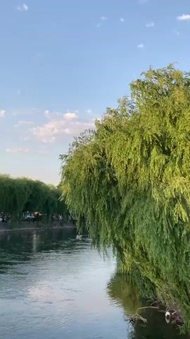 The video shows a body of water flowing gently beside a line of weeping willow trees. The trees have long, green branches that hang down, almost touching the water. The sky is blue with a few white clouds. On the far bank of the water, a few people can be seen standing near the trees. The scene appears to be a park or a natural area. The camera is positioned at eye level, looking out over the water and towards the trees.