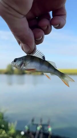 A hand holds a small fish up to the camera. The fish is silver and gray with orange fins and dark vertical stripes. The background shows a calm body of water with a green field and blue sky. Fishing rods are visible in the foreground.