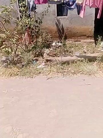 A video shows a domestic cat lying on the ground near a building with clothes hanging on a line. The ground is dirt and grass. The building appears to be made of concrete blocks. There is some debris on the ground. The cat is white and grey and is lying down. The video is shot from a low angle.