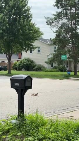 The video shows a squirrel standing on an asphalt road near a black mailbox. The squirrel is facing to the right and has a bushy tail. In the background, there is a house with a white exterior and a green roof, as well as trees and bushes. A street sign is also visible in the background. The sky is overcast. The camera is positioned low, near the ground, and slightly to the left of the mailbox.